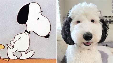 What Breed Of Dog Is Snoopy – [Vet Explains Pets]